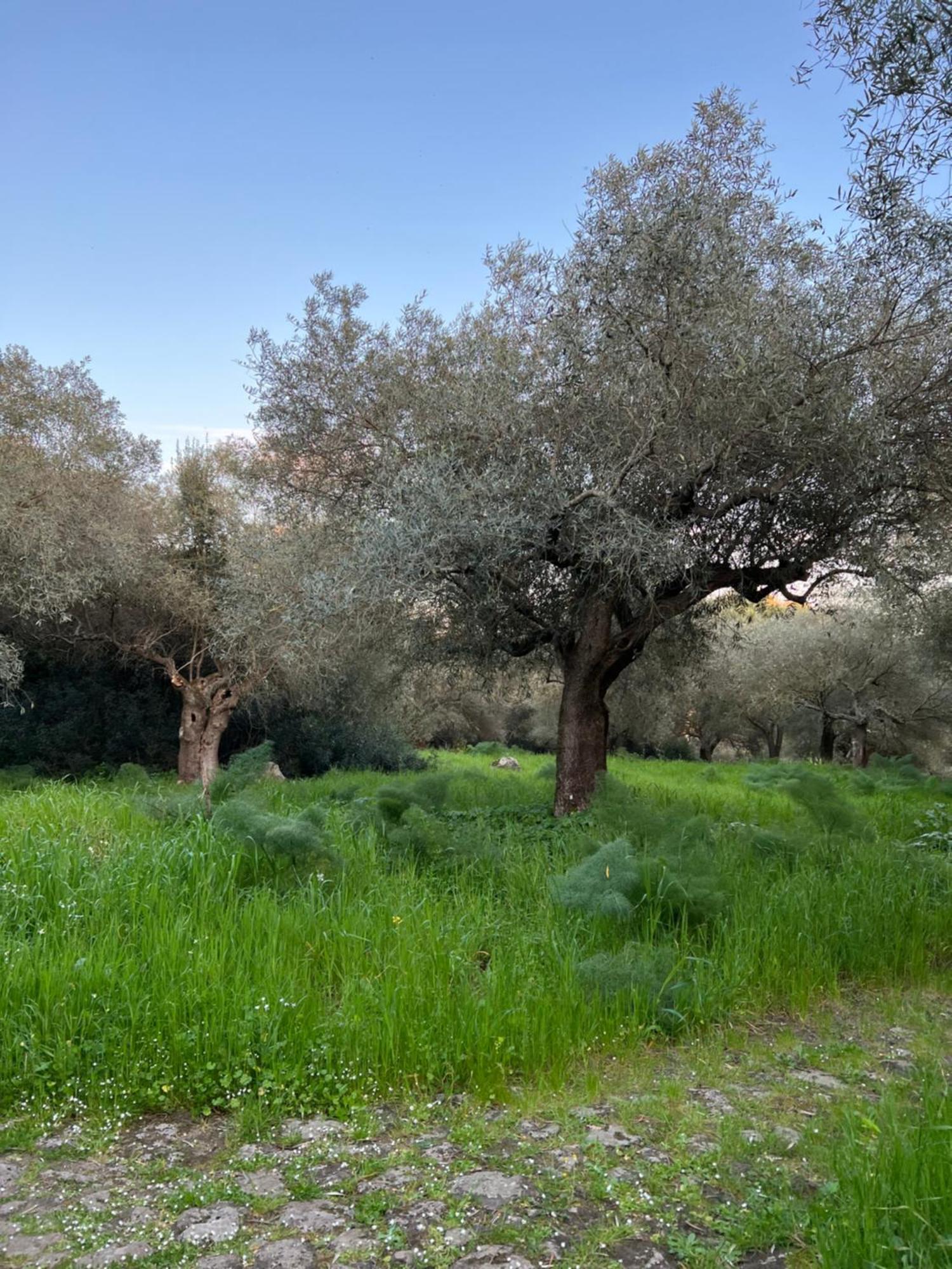 Muristene Pozzo Santa Cristina Paulilatino Eksteriør bilde